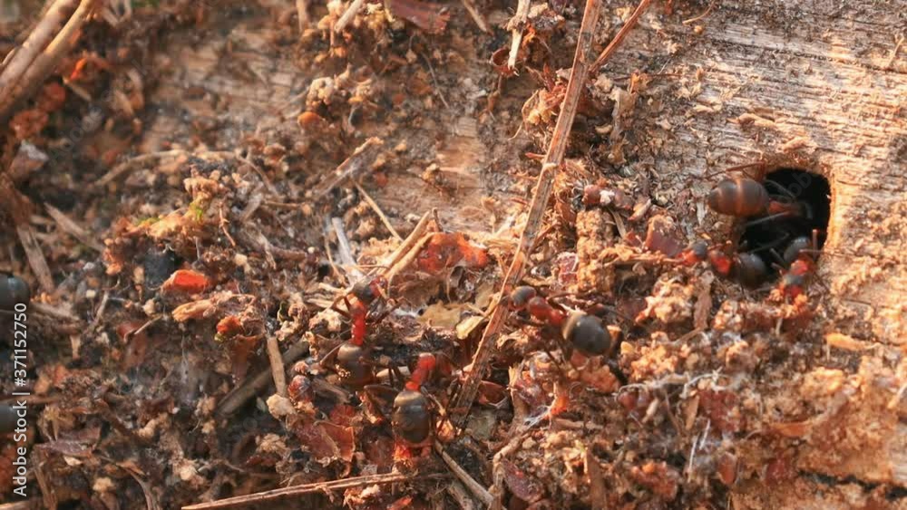Red Forest Ants (Formica Rufa) On A Fallen Old Tree Trunk. Ants Moving In Anthill. Belarus. Red Forest Ants (Formica Rufa) On A Fallen Old Tree Trunk. Ants Moving In Anthill. Belarus.