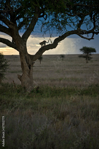 Tree Leopards in Serengeti, Tanzania