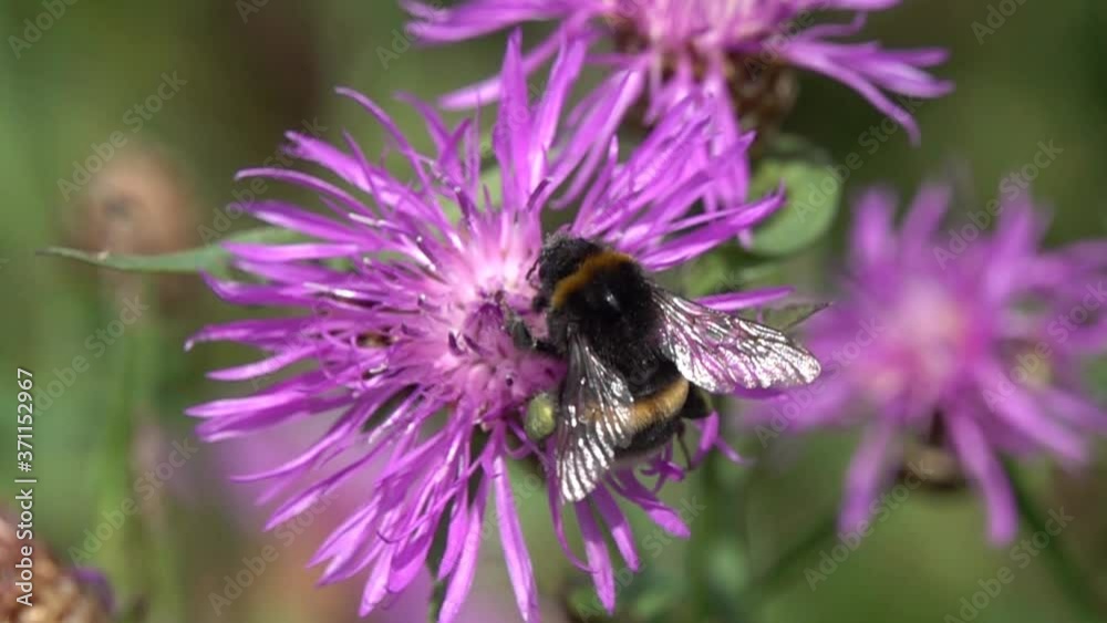 Bumblebee flies to a brown knapweed flower to collect nectar and pollen. Slow Motion Video Bumblebee flies to a brown knapweed flower to collect nectar and pollen. Slow Motion Video