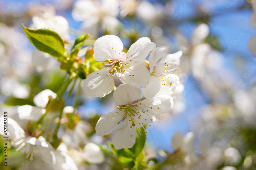 White flowers and buds of an cherry tree in spring blossom.