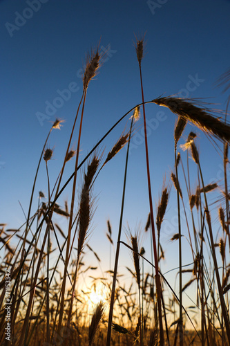 golden ripe wheat on bright sunny summer day. cereal field of ripe wheat in bright sunlight, against blue sky. ripe ears of wheat, with golden grains and long tendrils.