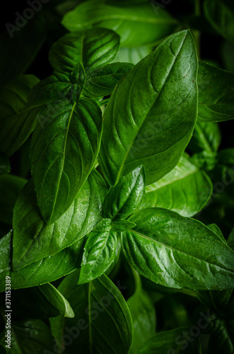 Fresh green basil leaves.