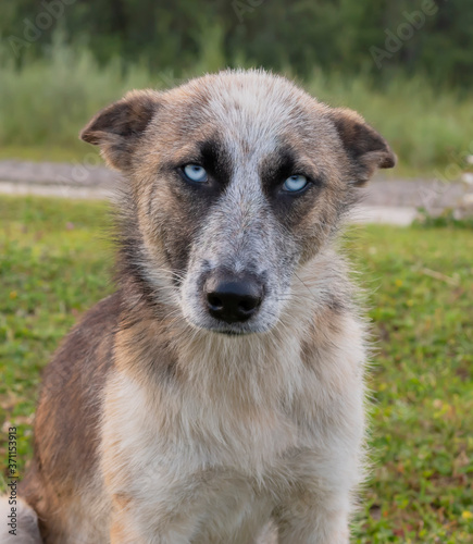 portrait of a stray dog with blue eyes