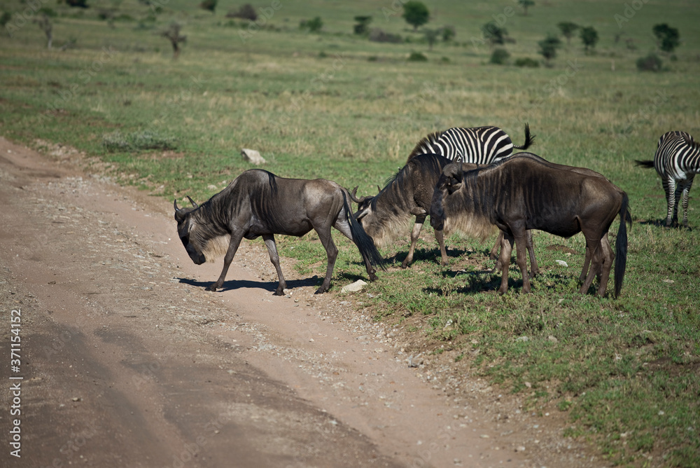 Fototapeta premium Wildebeest Crossing in Serengeti, Tanzania