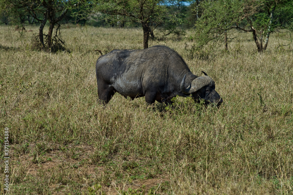 Cape Buffalo grazing in the savanah, Tanzania Cape Buffalo grazing in the savanah, Tanzania