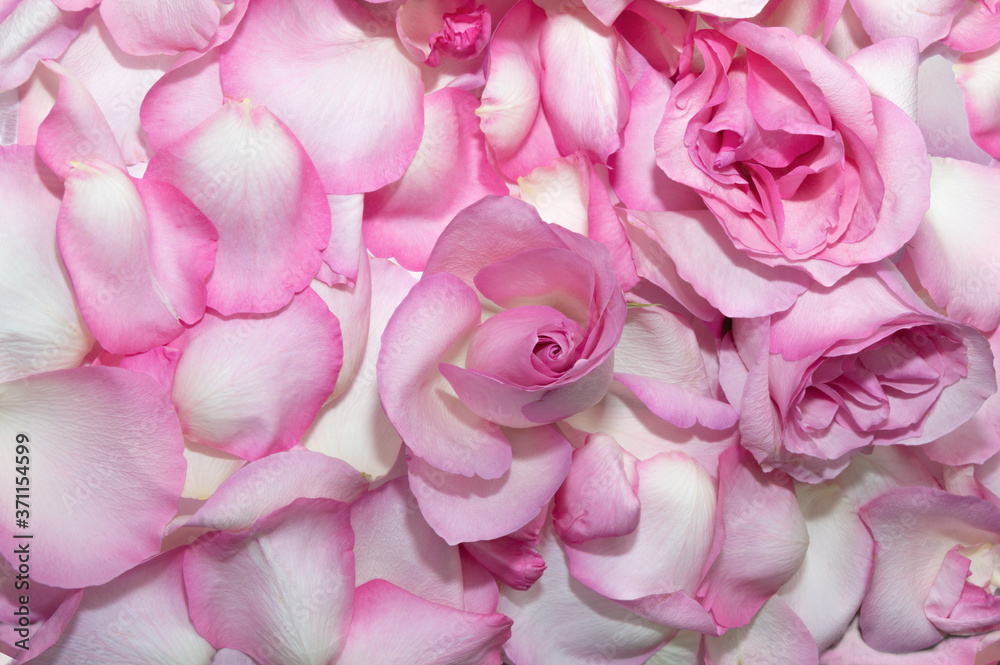 Composition of the petals and the rosebuds Composition of the petals and the rosebuds