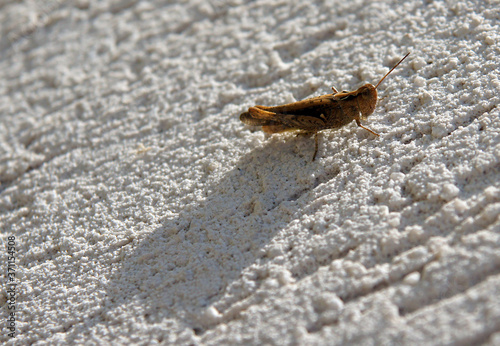 Brown grasshopper on the wall