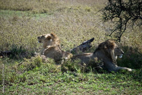Male Lion Siblings in Serengeti, Tanzania