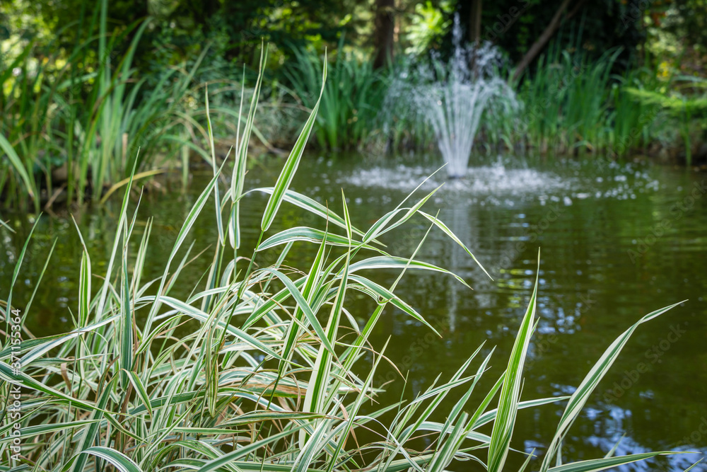 Striped leaves Phalaris arundinacea or reed canary grass on blurred garden pond with fountain background. Сlose-up of white and green leaves with copy space. Landscape wallpaper and nature concept Striped leaves Phalaris arundinacea or reed canary grass on blurred garden pond with fountain background. Сlose-up of white and green leaves with copy space. Landscape wallpaper and nature concept