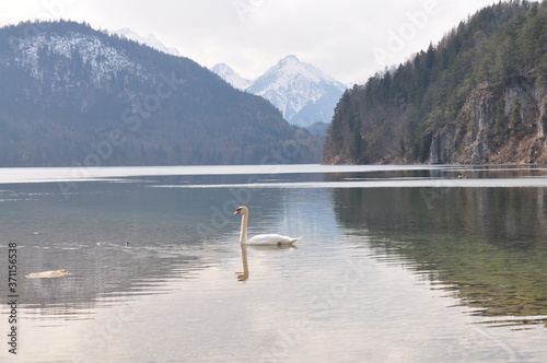 swan on lake in the mountains