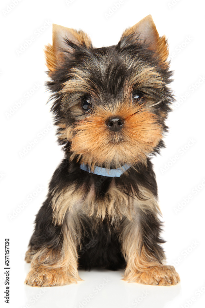 Fotografie Funny Yorkshire Terrier puppy