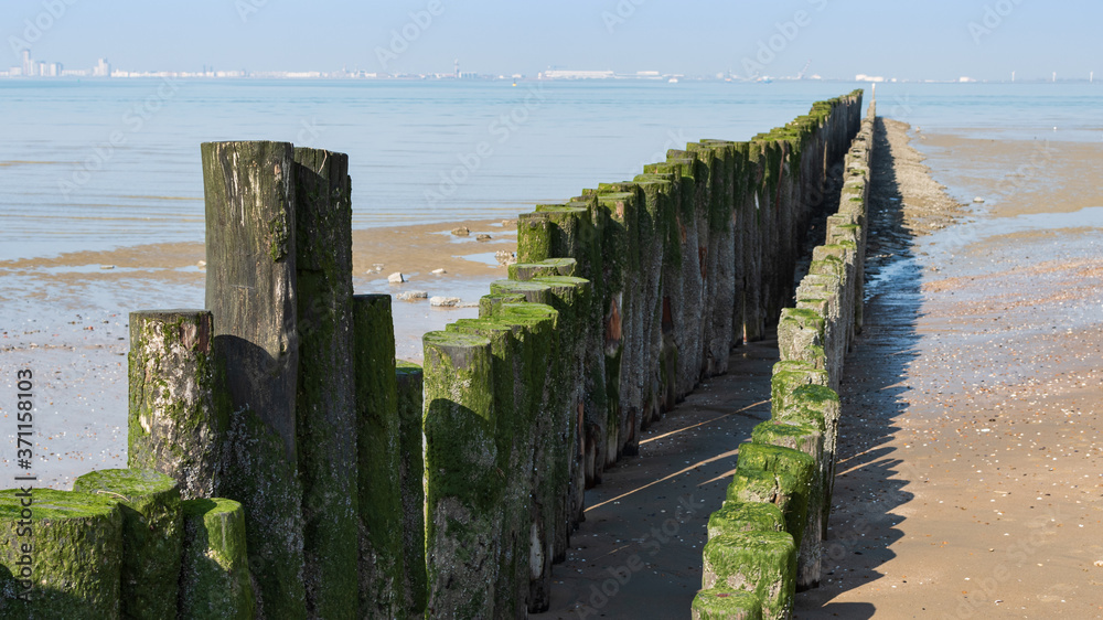 Rows of wooden poles covered by algae and barnacles at Dutch North Sea coast.