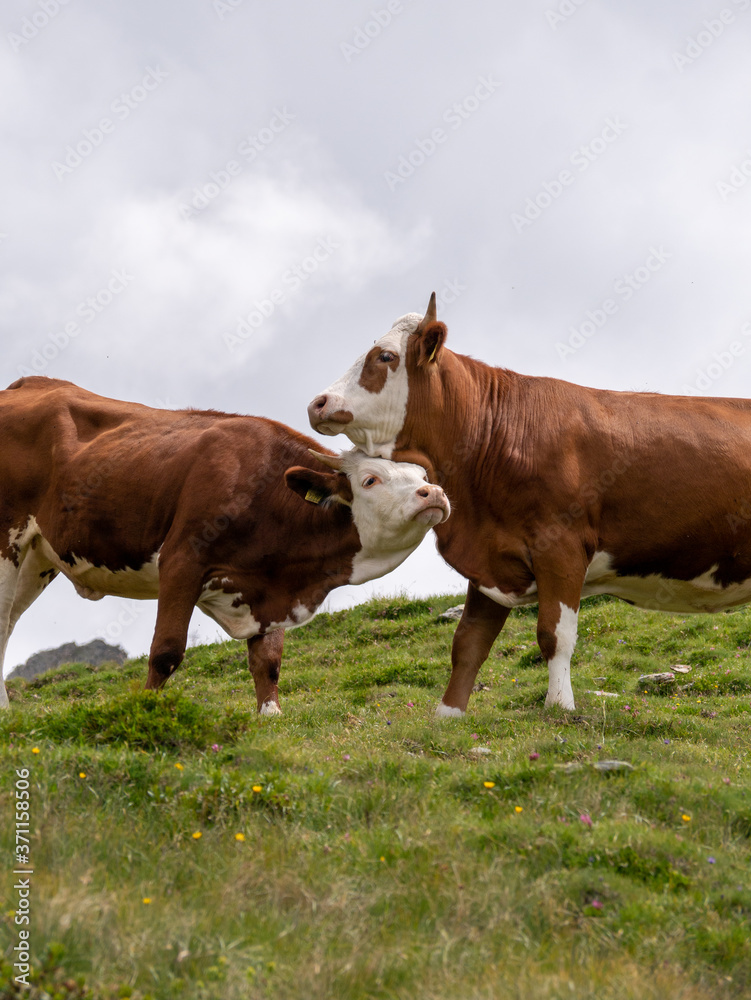 Two brown and white checked cows in the alps on a Green meadow in the Italian alps.