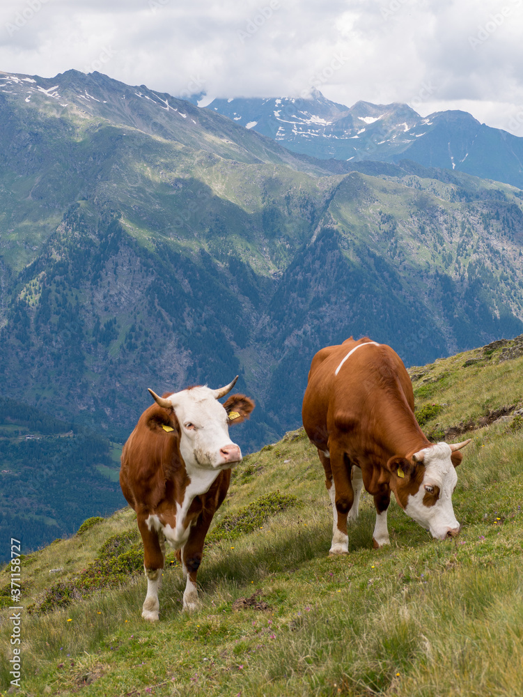 Two brown and white checked cows in the alps on a Green meadow in the Italian alps with mountains in the background. 