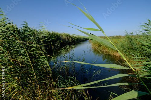 torrente de Muro, Parque natural s'Albufera de Mallorca, términos municipales de Muro y sa Pobla. Mallorca, balearic islands, spain, europe photo