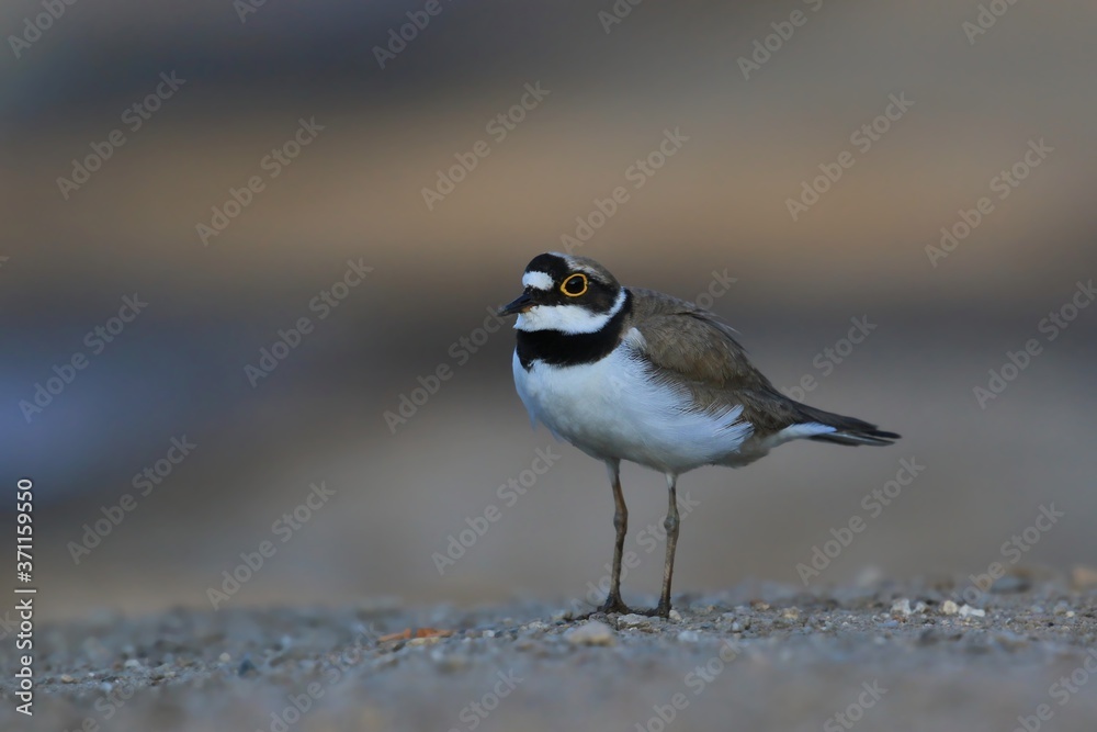 Little-ringed Plover, Charadrius dubius, in the nature habitat. wilife scene fron nature habitat