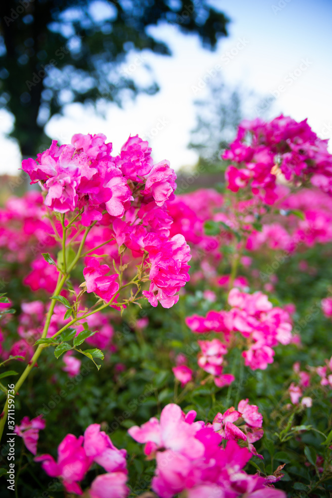 Blooming pink flowers in a garden, park, meadow on a sunny day. Blooming pink flowers in a garden, park, meadow on a sunny day.