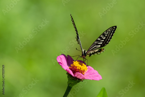 花と蝶