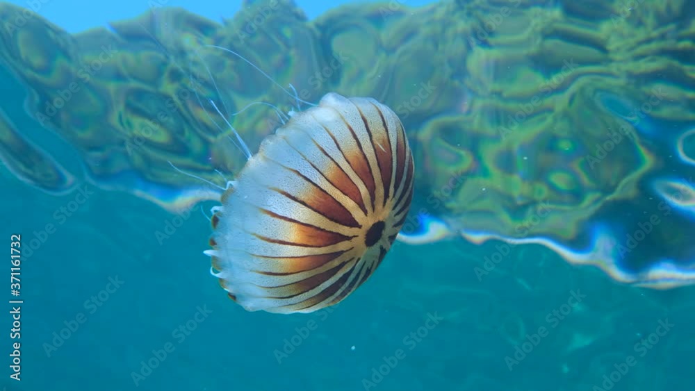 Closepup of Compass jellyfish (Chrysaora hysoscella) swims under