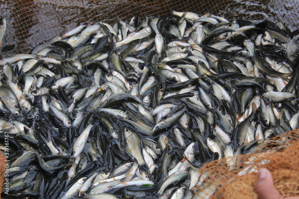 fish harvested from farm pond, fish seed harvesting for sale to fish farmers for pisciculture