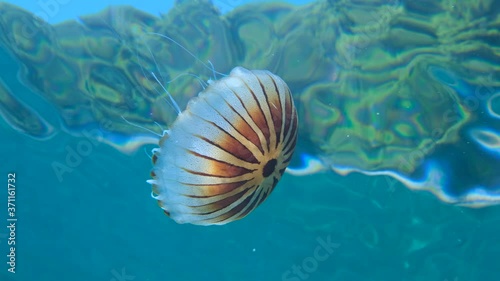 Closep-up of Compass jellyfish (Chrysaora hysoscella) swims under surface of blue water in sun rays. Adriatic Sea, Montenegro, Europe photo