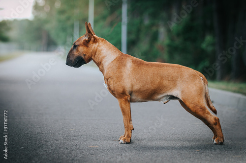 Bull terrier show dog posing outside. Red bullterrier male. Strong dog.	