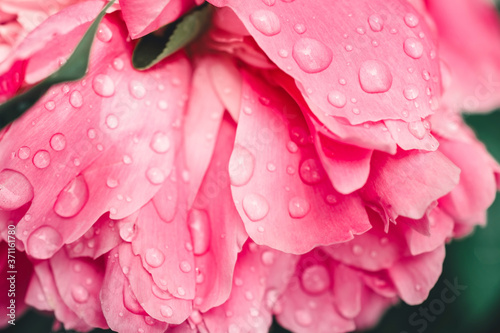 Pink peony flower with water drops. Close-up.