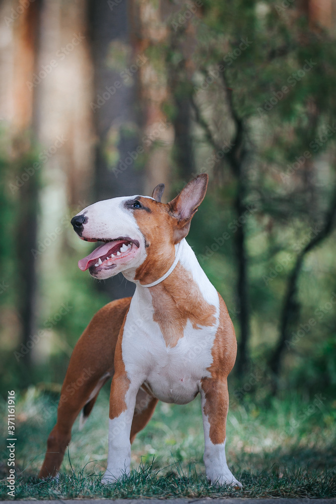 Bull terrier show dog posing outside. Red bullterrier male. Strong dog.  Photos | Adobe Stock