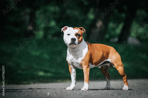 Staffordshire bull terrier in action photography outside.  © Evelina
