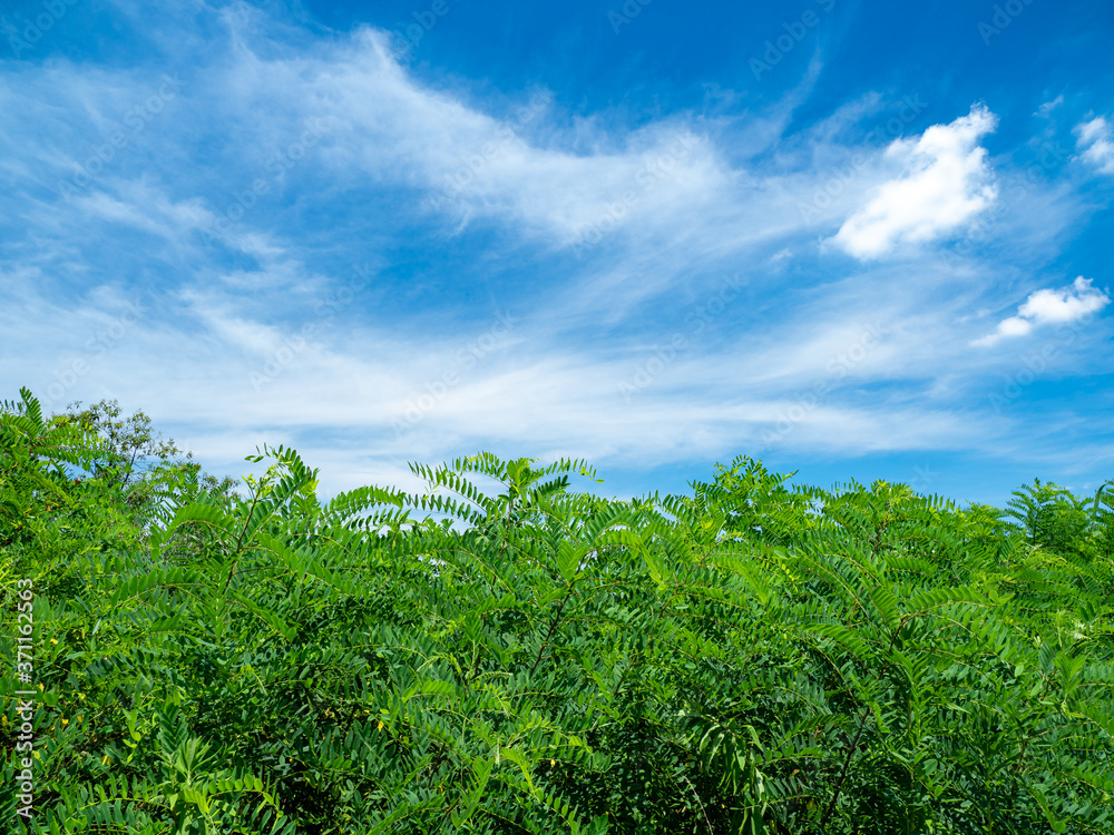 Obraz premium 夏の青空と野原。8月。