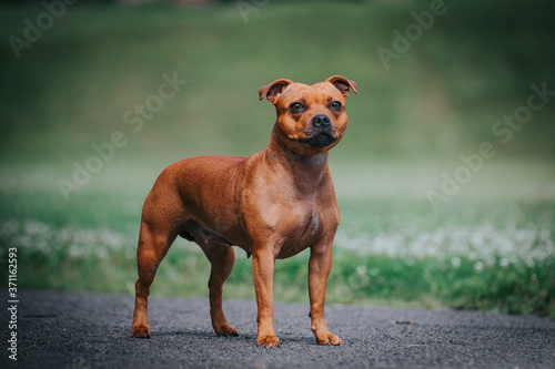 Staffordshire bull terrier in action photography outside. 