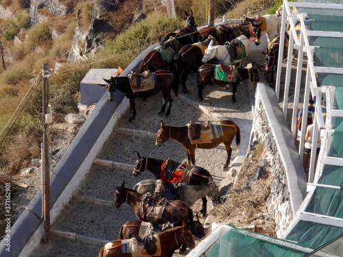 Fotomurale Donkey caravan and a drover, on the streets of the old town of Fira, Santorini island, Greece