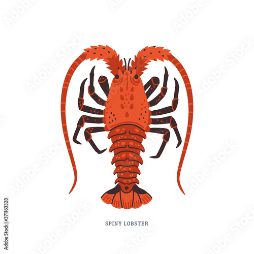 Spiny lobster, langouste or lobster with long antennae and without claws.