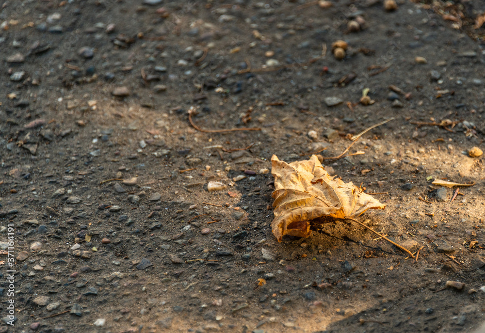 lonely dry autumn leaf on the asphalt sidewalk in the rays of the dawn sun lonely dry autumn leaf on the asphalt sidewalk in the rays of the dawn sun
