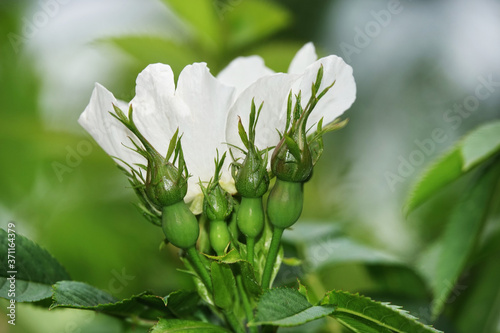 Anemone Japanese Honorin Jober. White flower photo