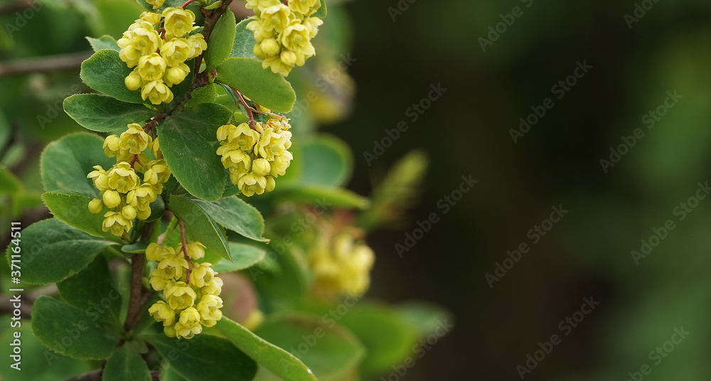 Flowering bush with small yellow flowers Flowering bush with small yellow flowers