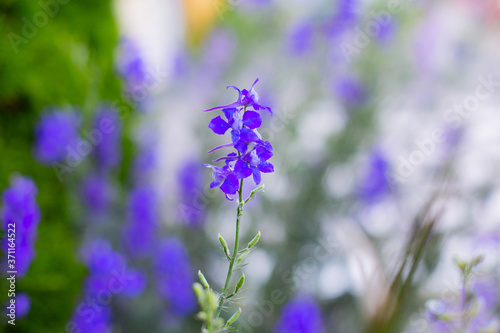 Blooming purple flowers in a garden, park, meadow, close up, with blurred background.