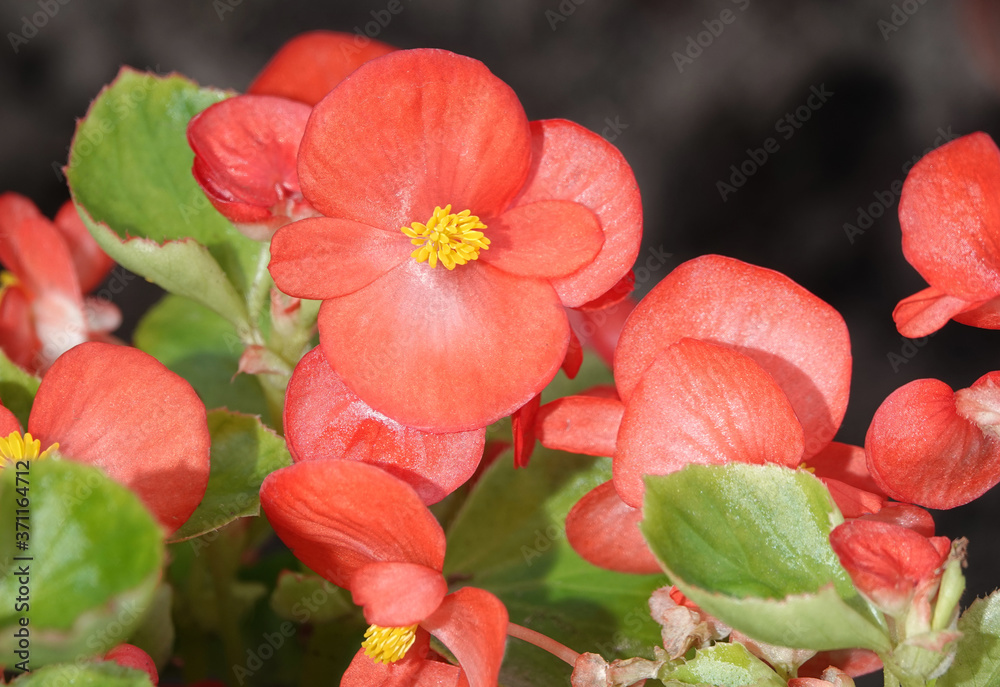 White and pink begonia flowers White and pink begonia flowers