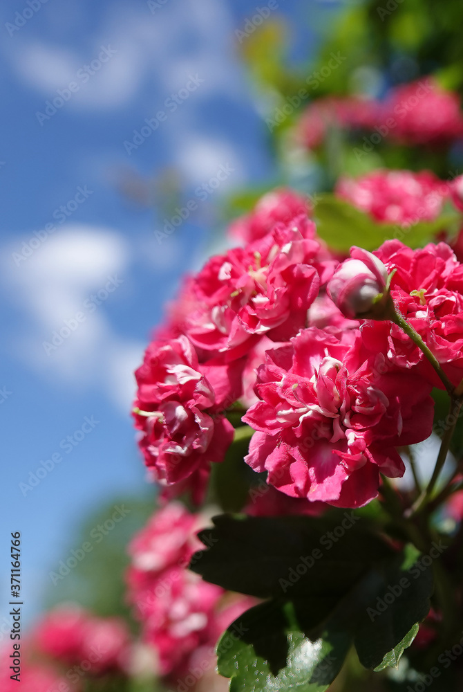Pink flowers on hawthorn branches