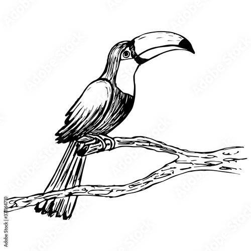 Image of the Toucan vector. Illustration. Hand-drawn. Sketching.