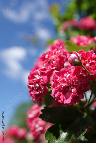 Fototapeta Naklejka Na Ścianę i Meble -  Pink flowers on hawthorn branches