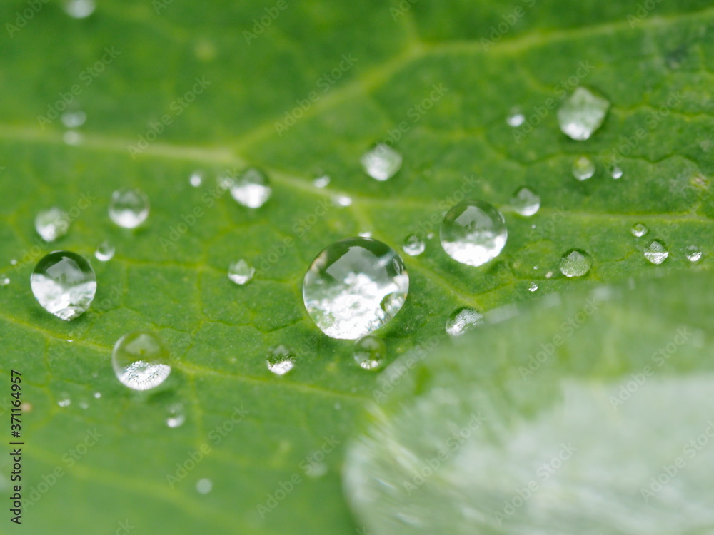 dew drops on green leaf close-up dew drops on green leaf close-up