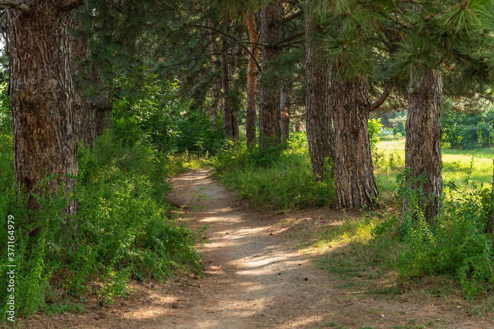Naklejka premium early summer morning - wide tropic in a pine alley