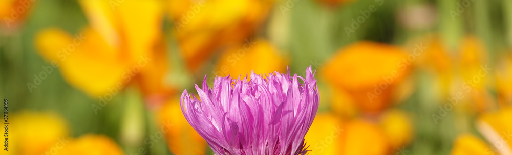 Flower Cornflower Grungy Flower Cornflower Grungy
