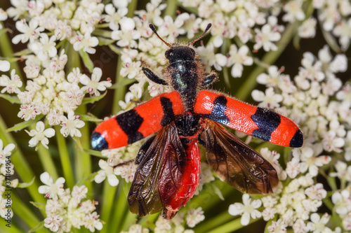 Foto Macro of red and black beetle (Trichodes apiarius) on white flower seen of profile