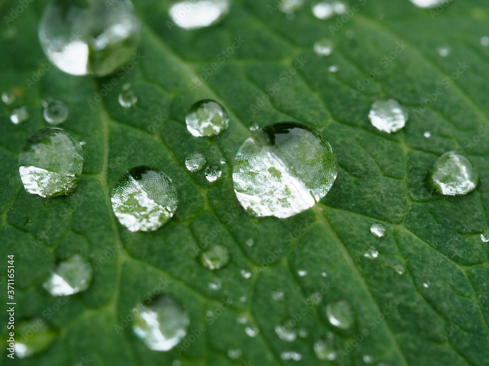 dew drops on green leaf close-up