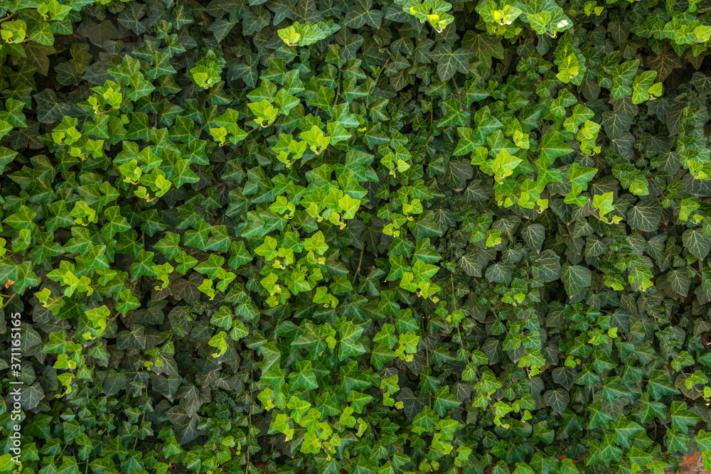 evergreen Caucasian ivy that completely covered the surface of the wall. Bright green young shoots against the background of dark green leaves of old branches evergreen Caucasian ivy that completely covered the surface of the wall. Bright green young shoots against the background of dark green leaves of old branches