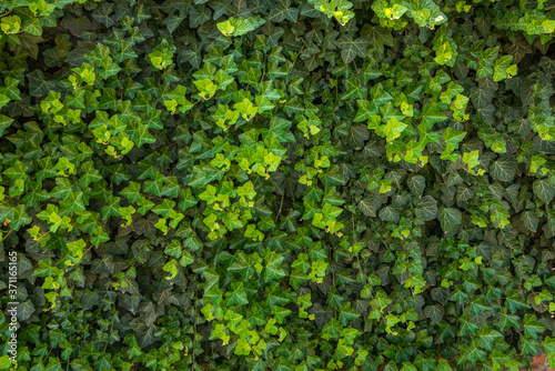 evergreen Caucasian ivy that completely covered the surface of the wall. Bright green young shoots against the background of dark green leaves of old branches