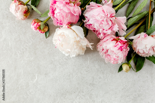 Beautiful pink peony flowers on gray stone table with copy space for your text. Flat style, top view