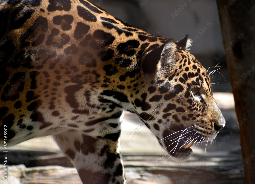 Naklejka premium ジャガー